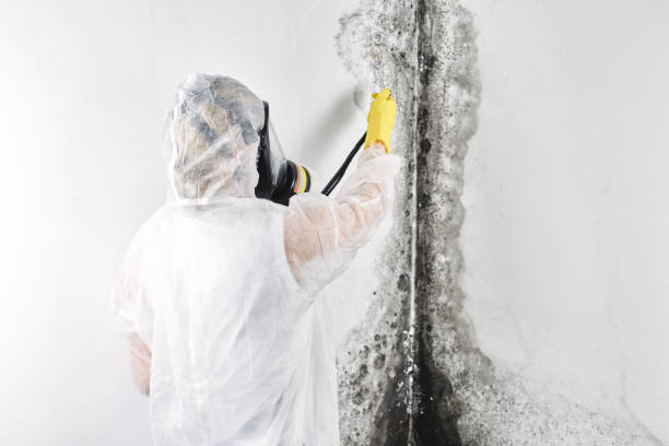 Best Mold removal after water damage  in USA